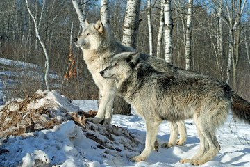 Fototapeta na wymiar Alpha Wolves