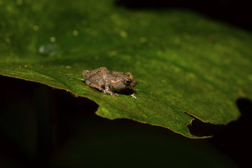 Philautus sp., genus of shrub frogs. Kivikha