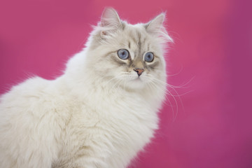 A portrait of a beautiful point-seal siberian female cat with blue eyes against a pink wall