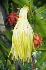 fresh green Nerium oleander tree in nature garden
