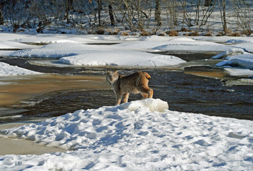 Canada Lynx