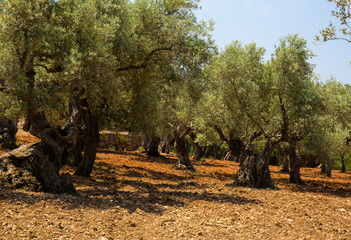 Olivenbaum auf Mallorca