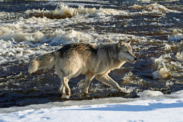 Wolf in the River
