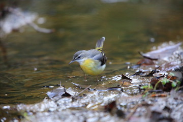Grey wagtail (Motacilla cinerea) in Japan