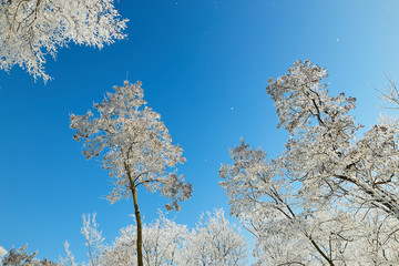 Branches of trees in icy cold frost.