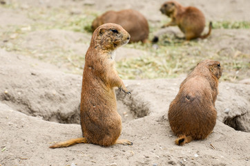 Prairie dog (genus Cynomys)