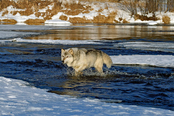 Wolf in the River