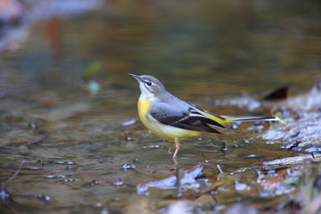 Grey wagtail (Motacilla cinerea) in Japan