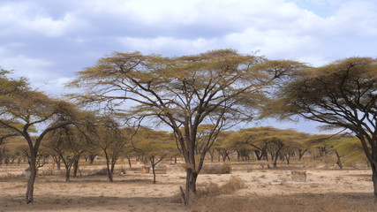Fototapeta na wymiar Forest Beautiful Acacia Trees Grown In the Arid African Savannah, Kenya