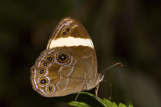Straight-banded Treebrown- Lethe verma sintica, Satakha