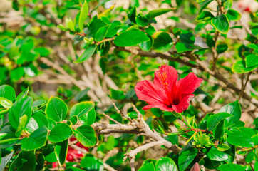 Obraz na płótnie Canvas red hibiscus