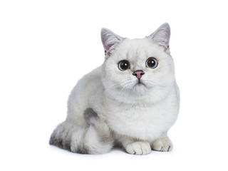 Silver tabby seal point British Shorthair laying side ways looking at the camera isolated on white background.