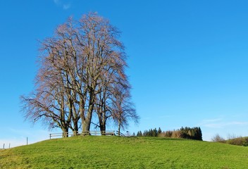 Baumgruppe im Winter