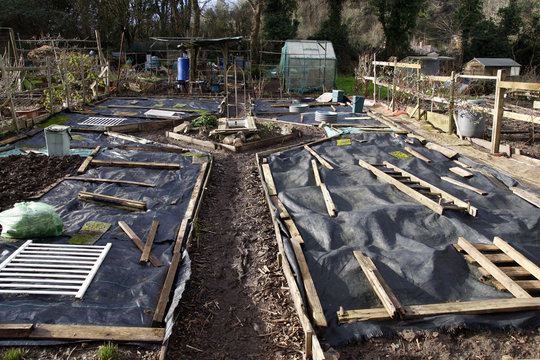 Allotment beds in Winter