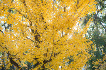 Blurred yellow leaves background in Japan