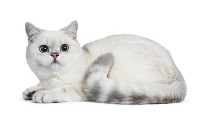 Silver tabby seal point British Shorthair laying down with tail curled up isolated on white background.