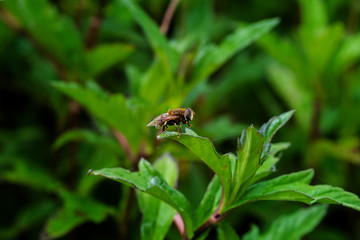 mosca