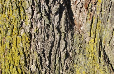 Baumrinde, Lindenstamm