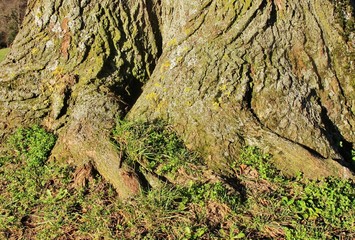 Baumstamm, verwurzelt