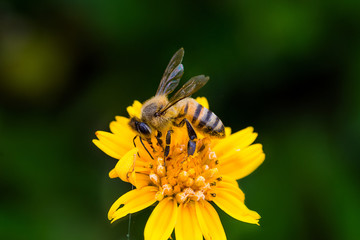 abelha e flor