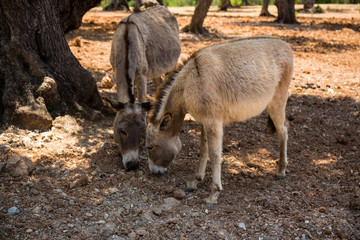 Esel fressen im Schatten