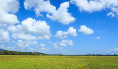 World environment day concept: Field and blue sky background
