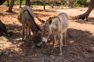 Esel fressen im Schatten