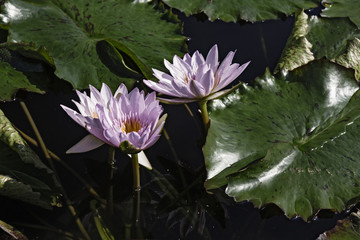Some beautiful water lilies blooming in the calm waters of the pond