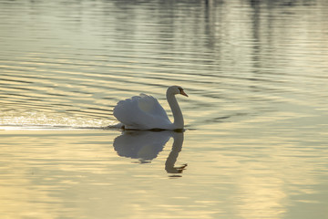 Male mute swan is swimming on the water