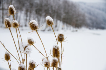 Donkey thistle (Onopordum acanthium) covered with snow in winter. Ordinary ginger