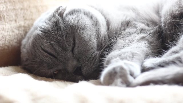 Chat en train de dormir