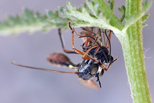 Robber fly, Dioctria hyalipennis, and a wasp as a prey