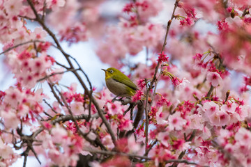 The Japanese White-eye.The background is cherry blossoms(Japanese name Kanzakura). Located in Tokyo Prefecture Japan.