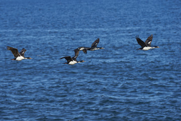 Fototapeta na wymiar Imperial Shag (Phalacrocorax atriceps albiventer) flying over the sea on the coast of Bleaker Island on the Falkland Islands