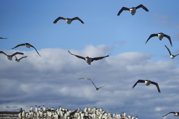 Large group of Imperial Shag (Phalacrocorax atriceps albiventer) on the coast of Bleaker Island on the Falkland Islands