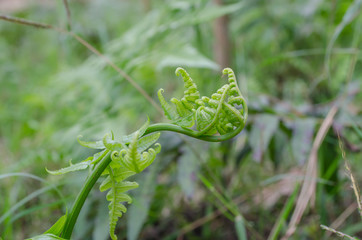 Diplazium esculentum or edible vegetable fern found in Asia