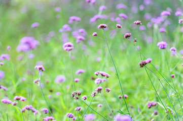 Obraz premium Purple flower field in shallow focus