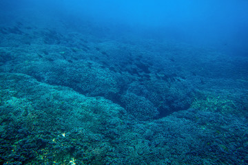 School of black fishes swim above coral reef in deep blue sea, underwater landscape Redang island, Malaysia
