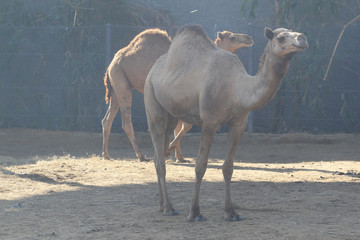 two camel in garden