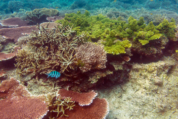 Striped blue fish above the sunlit colorful coral reef in lagoon of South China sea near Redang island, Malaysia