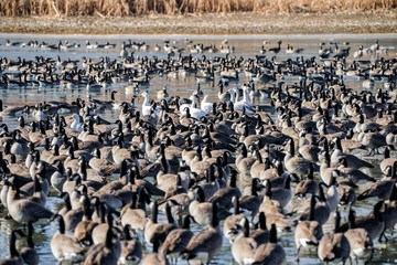 Snow Geese - Canada Geese