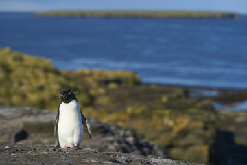 Fototapeta premium Rockhopper Penguin (Eudyptes chrysocome) on the cliffs of Bleaker Island in the Falkland Islands