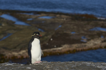 Naklejka premium Rockhopper Penguin (Eudyptes chrysocome) on the cliffs of Bleaker Island in the Falkland Islands