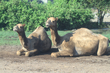 two camel in garden