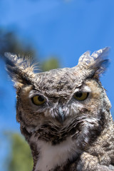 Great Horned Owl Portrait