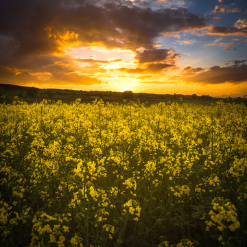 Rapeseed field on sunset / blooming rapeseed field in spring, Hungary