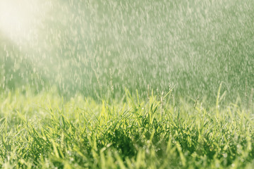 Perfect green background by the fresh grass in the rain.