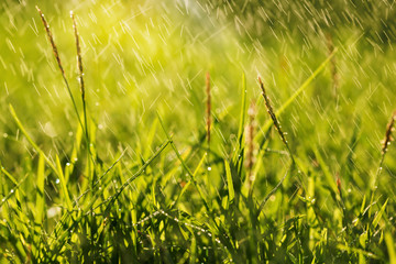 Perfect green background by the fresh grass in the rain.