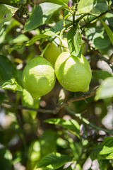 three green young big fresh unripe lemons grow on tree