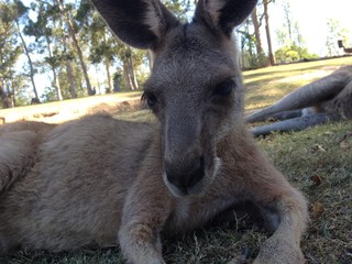 La pose du kangourou